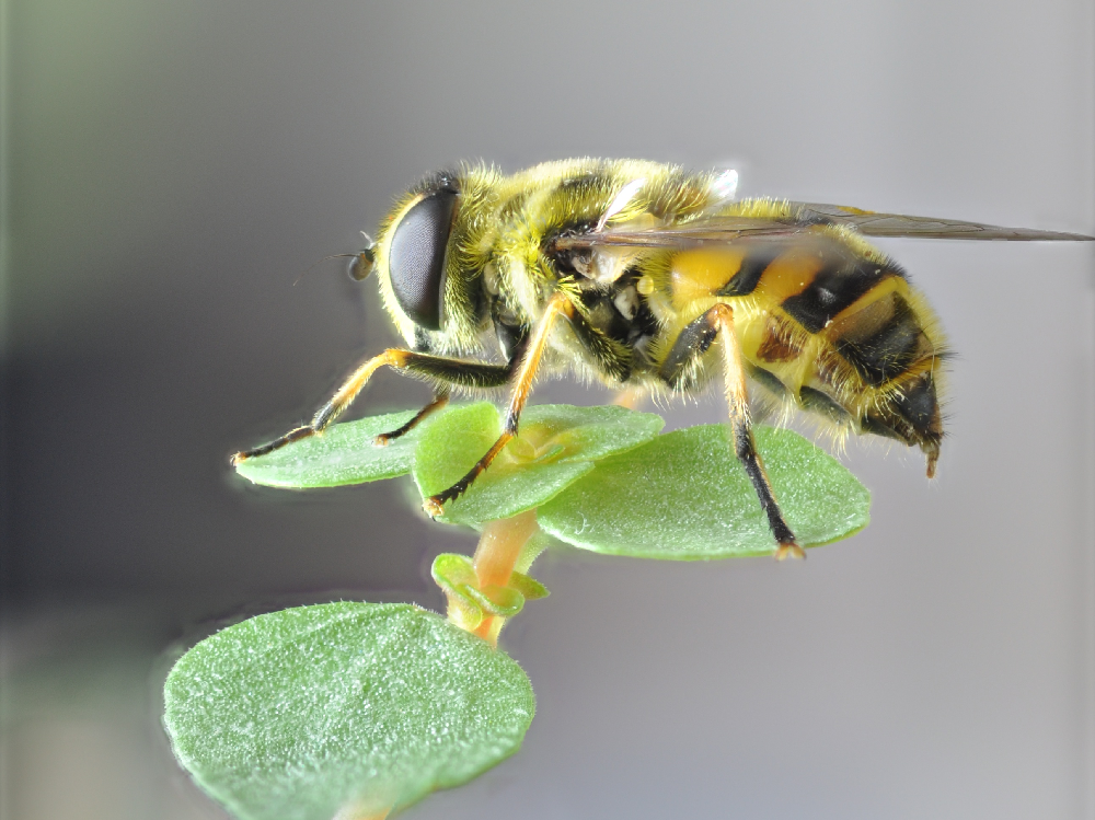 https://i.postimg.cc/2SyT0m94/Syrphidae-Myathropa-florea1.png