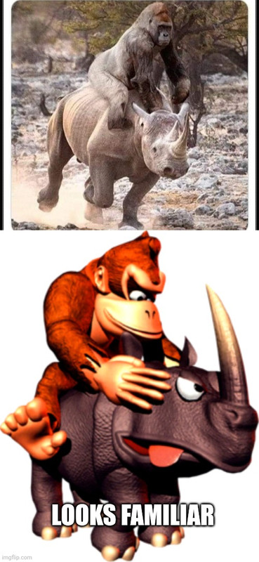 monkee-memes-v0-lom6zjzikh9a1.jpg