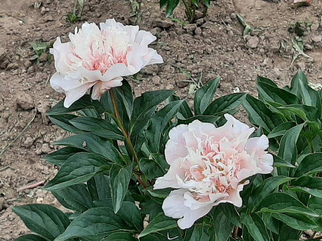 viber_image_2022-05-30_10-55-24-078