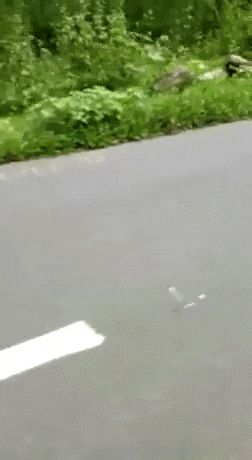 https://i.postimg.cc/2Sz73yp9/4.gif