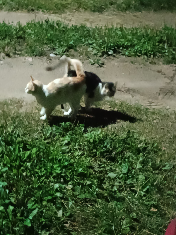 IMG 20260730 010138
