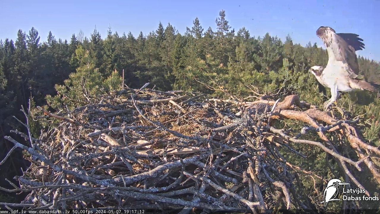 Zivju ērglis (Pandion haliaetus) Kurzemē - LDF tiešraide 10-17-42 screenshot