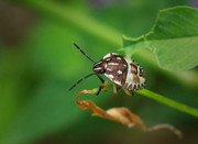 Pentatomidae (Shield Bug) - JUS_7327 - CLR