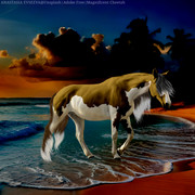 T2 - Magnificent Cheetah - Beach Dayz