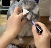 Screenshot 2026 03 29 at 7 25 53 PM