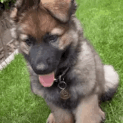 Puppy