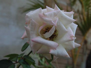 2.2.pinky and rosy II