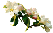 Blossom-Elements-73