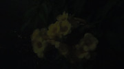 10.6.bad pictures of night flowers VI
