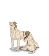 pittiepupadultbrownhalfheadright