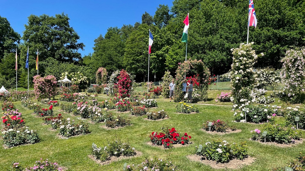 1655297412131-rosen-baden-baden-rosenneuheiten-102-v-16x9-2d-XL-77ed5d09bafd4e3cf6a5a0264e5e16ea35f