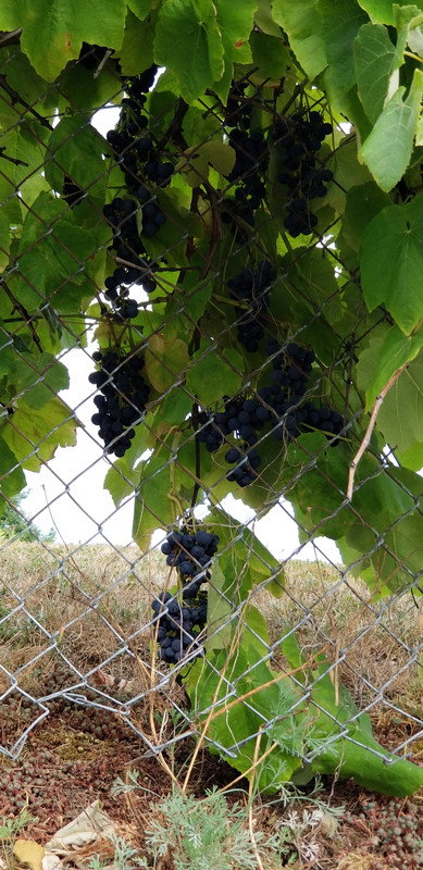 Finger witch grapes Nho-1