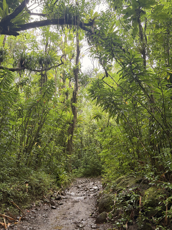 forest1