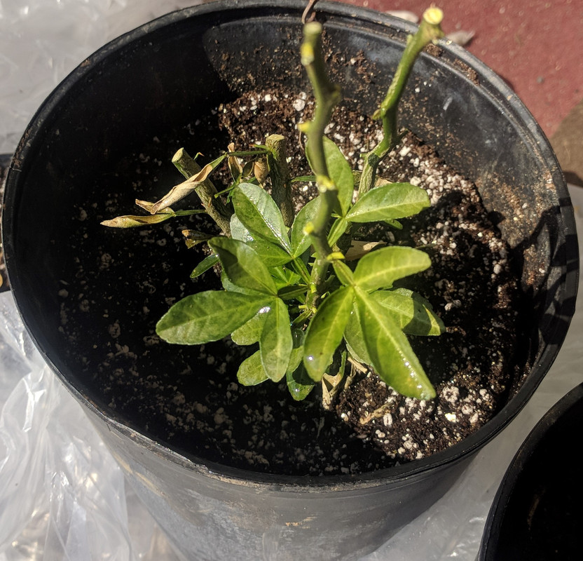 IMG_20190309_113440(1)