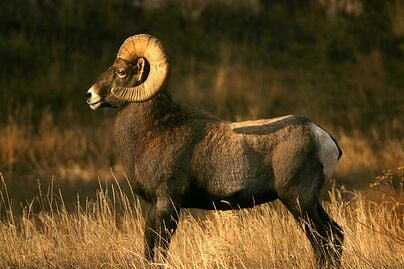 404px-Ram-hoornen-Markbyzweski.jpg