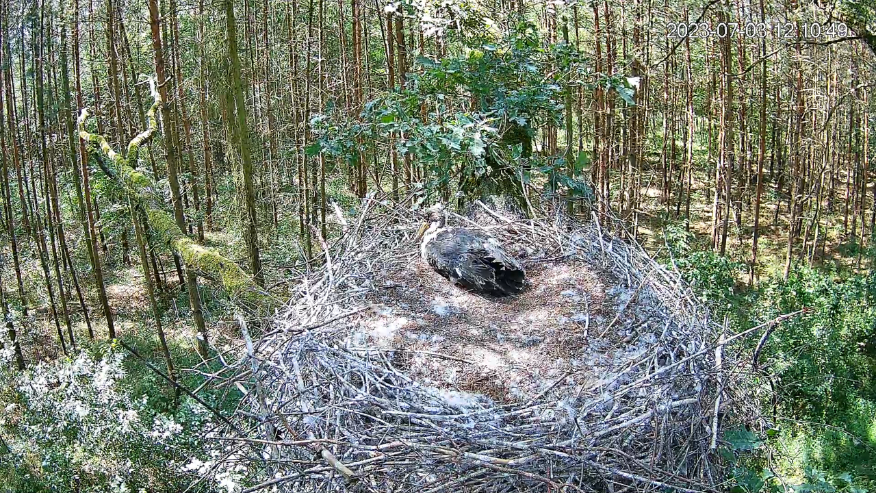 Black Storks Online 2023 — pārraide no ligzdas Lodzas vojevodistē 13-31-14 screenshot