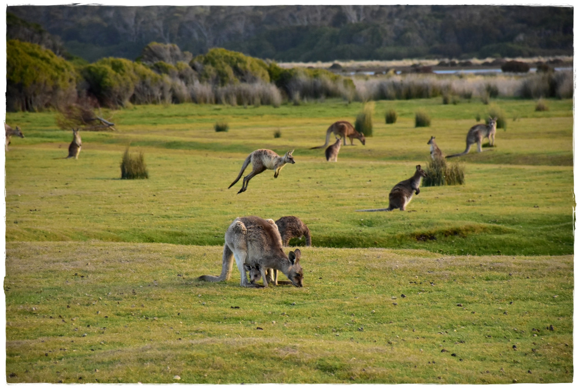 Narawntapu National Park - Australia (II): Recorriendo Tasmania (1)