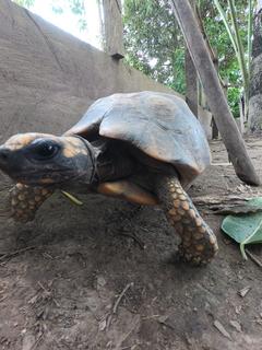 3 SEMANAS EN PERÚ del Amazonas a Machu Picchu 2019 - Blogs de Peru - Día 3. Iquitos Sunrise pirañas, centro de rescate y Lima (8)