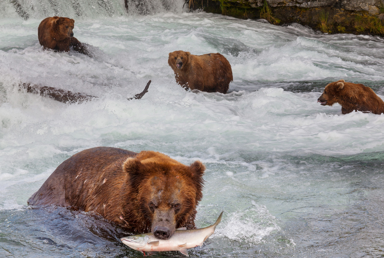 Close view of a grizzly bear standing in whitewater at Brooks Falls