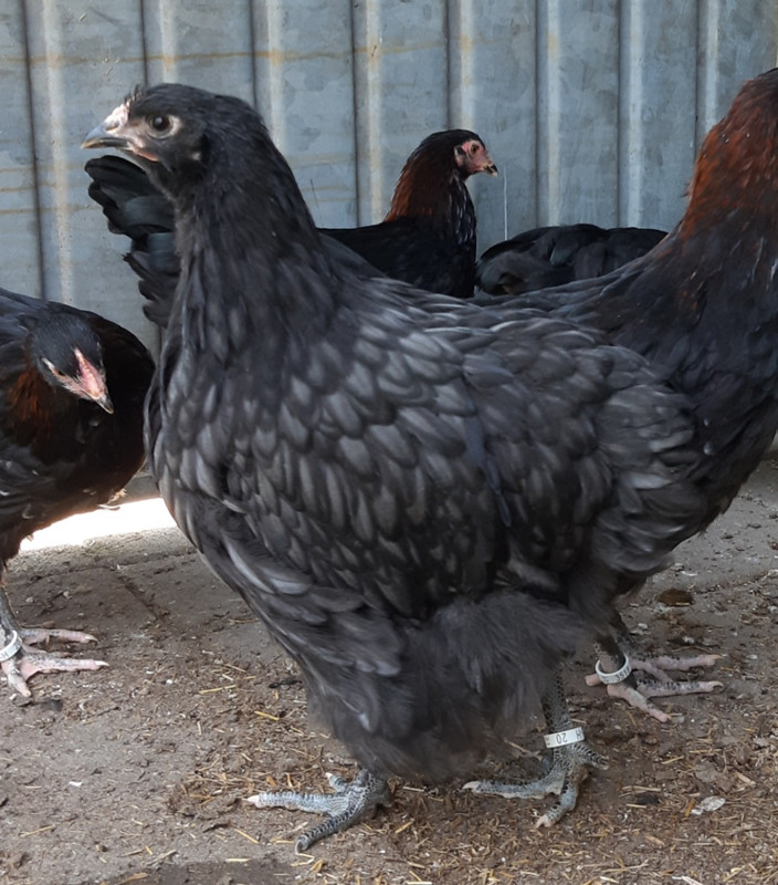 orpington hen