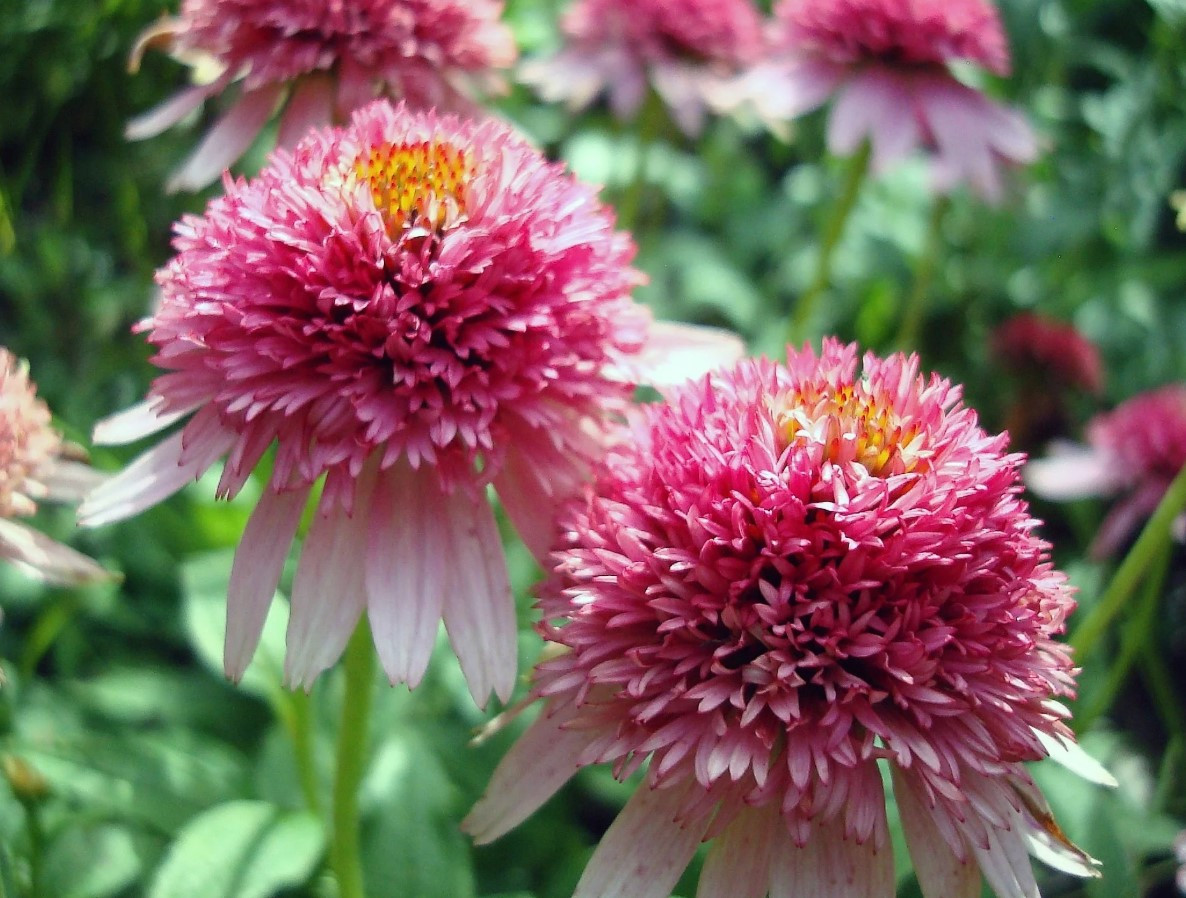 Echinacea Conefections Pink Double Delight1