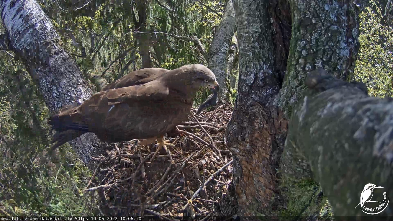 Melnās klijas (Milvus migrans) Kurzemē - LDF tiešraide 2-45-25 screenshot