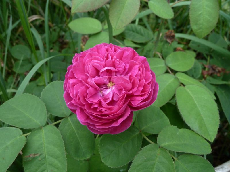 2013-08-07 Rose de Resht