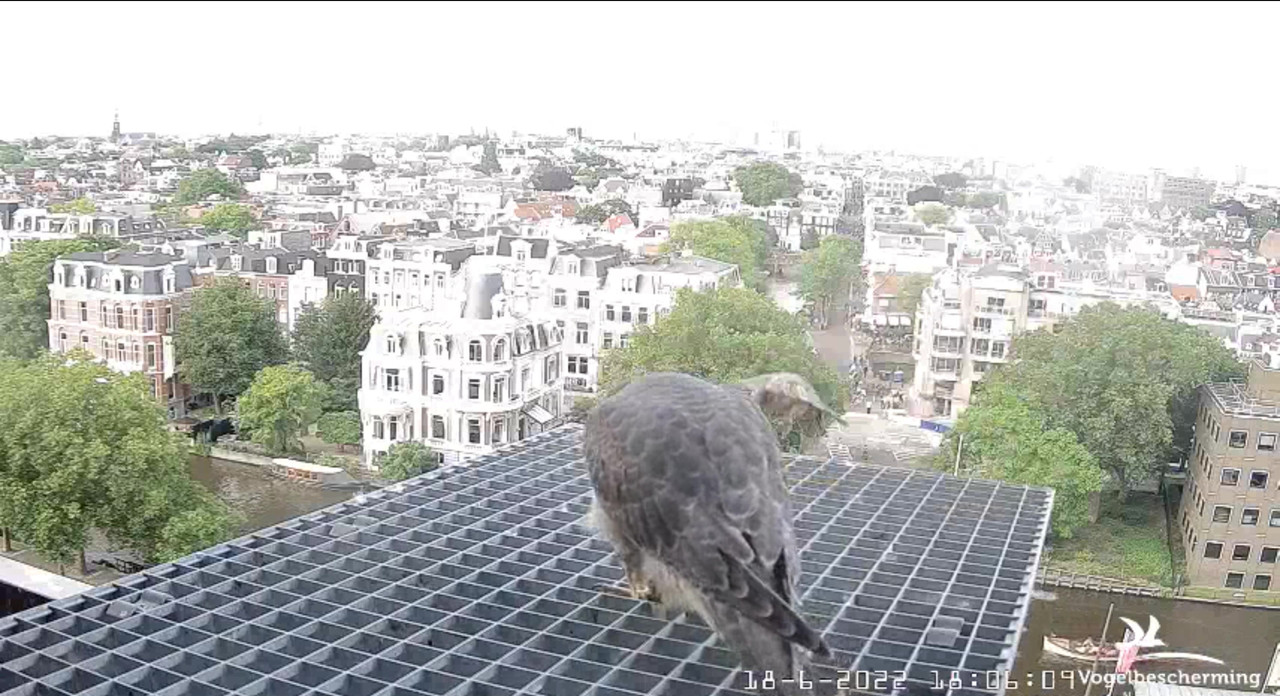 Amsterdam/Rijksmuseum screenshots © Beleef de Lente/Vogelbescherming Nederland - Pagina 29 Video-2022-06-18-180714-Moment-6