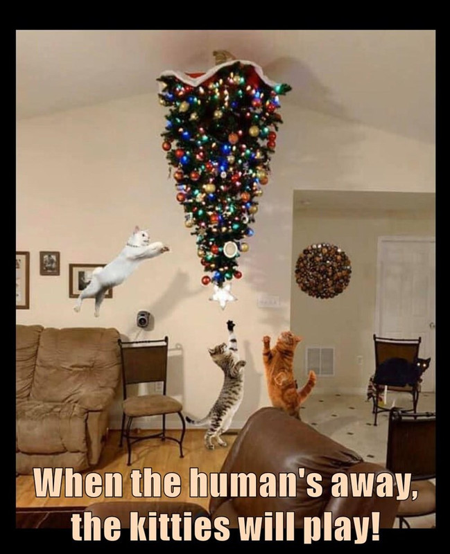 when the humans away the kitties will play