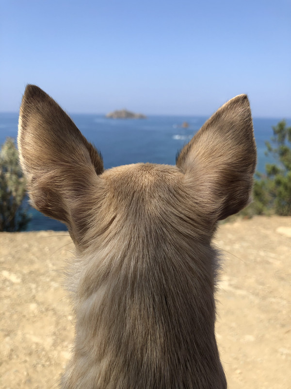 3D433BA6-E391-4FEC-8115-D55316380738