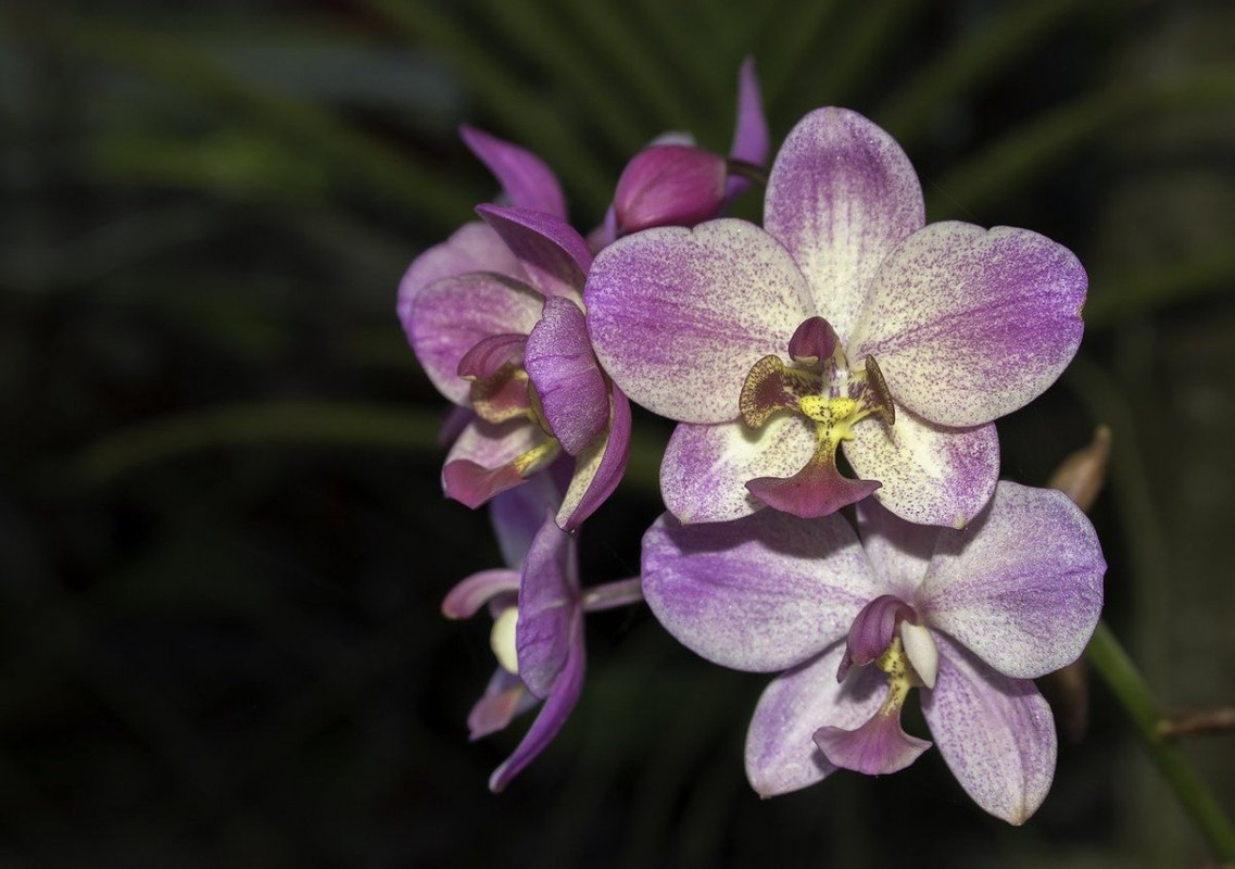 Путешествие в мир орхидей белая орхидея с фиолетовыми пятнами