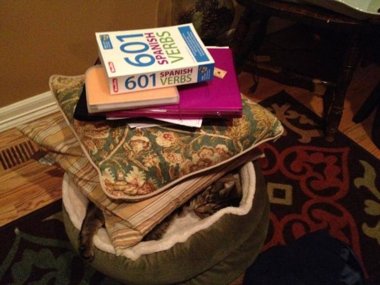 Когда коты хотят отдохнуть, их ничто не может помешать — даже это!