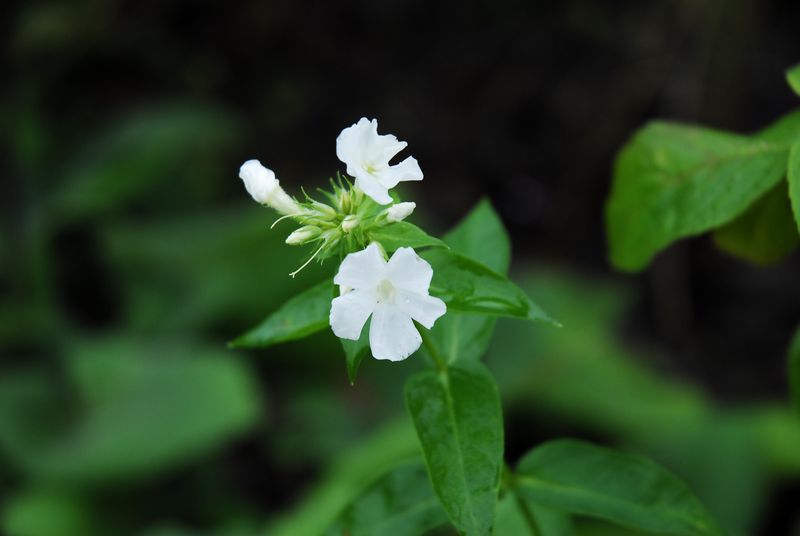 2013-11-03 Phlox weiß