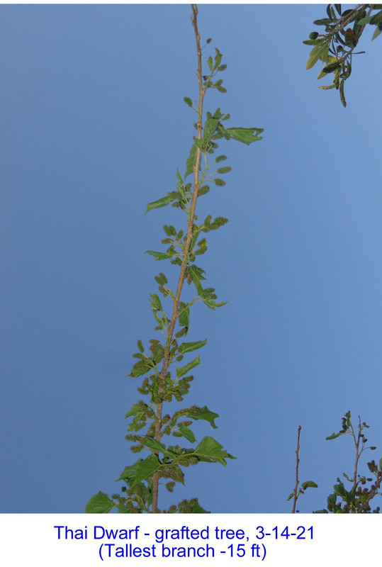 Thai_Dwarf-pic3(3-14-21)