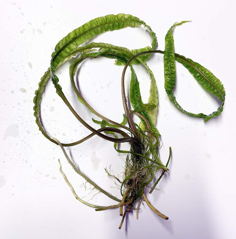 CRYPTOCORYNEBALANCAE