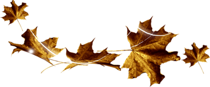 oie-transparent-3