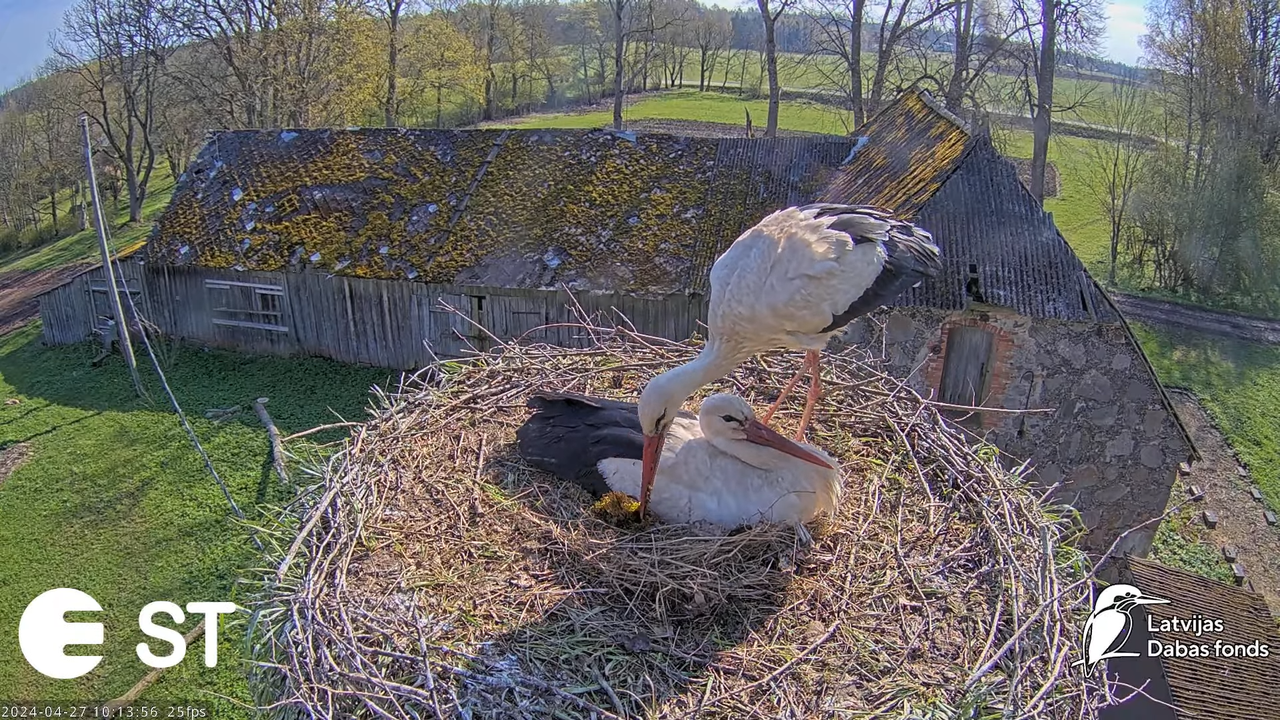 Baltie stārķi (Ciconia ciconia) Tukuma novadā - LDF tiešraide __ White storks in Tukums, Latvia 14-2