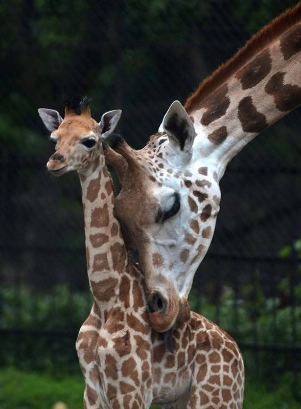 Giraffa-col-cucciolo