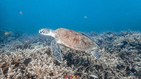 --DÍA 20 (30 junio): Koh Tao (tour snorkel) - Un mes por Filipinas y Tailandia con niñas (2025) (4)