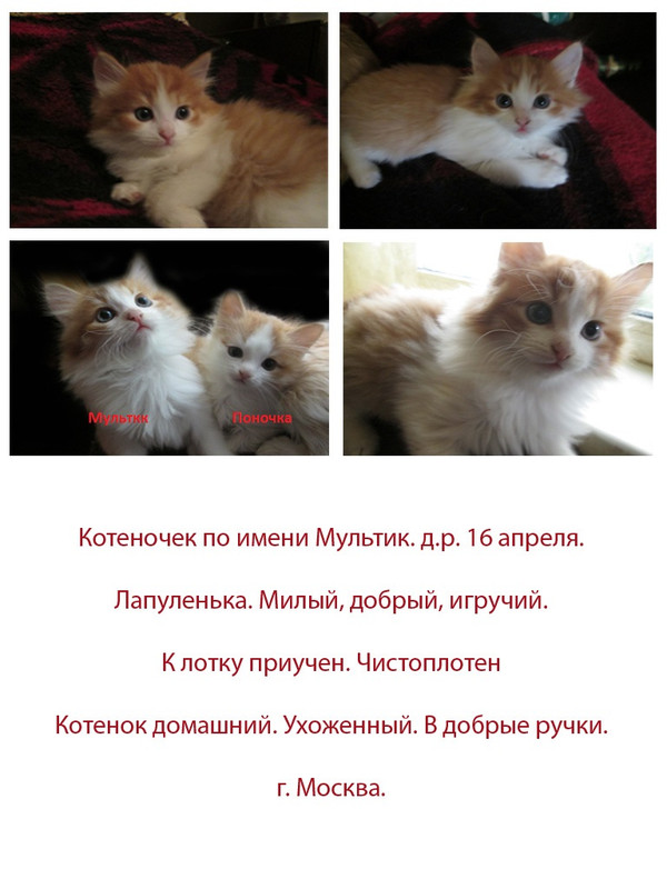 Без имени-1а