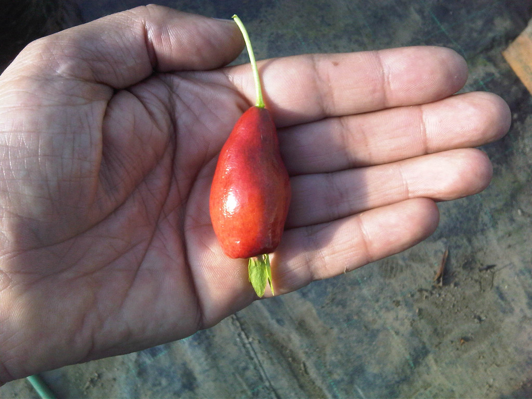 Eug.calycina  7 seeds