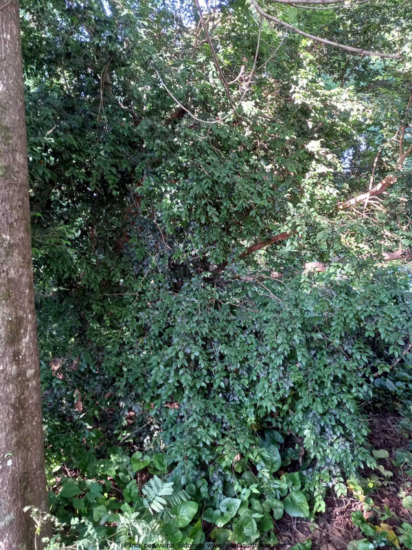 Huertasurbanas_com-077ae0bf-1c4e-4287-a631-a06bdccbe274.jpeg-20211115_201507Plinia_peruviana_Eldorad