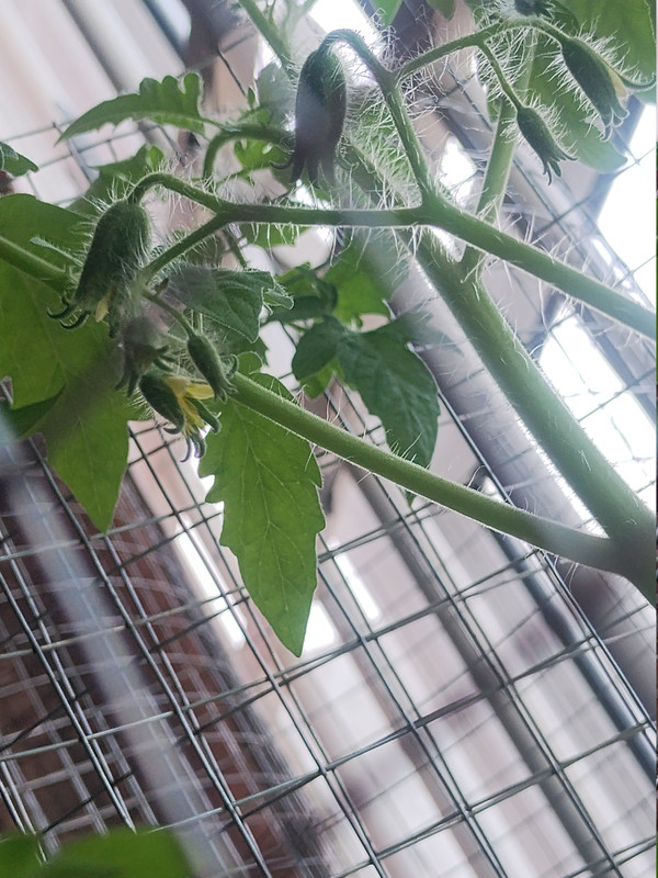 Tomatoes 261005b