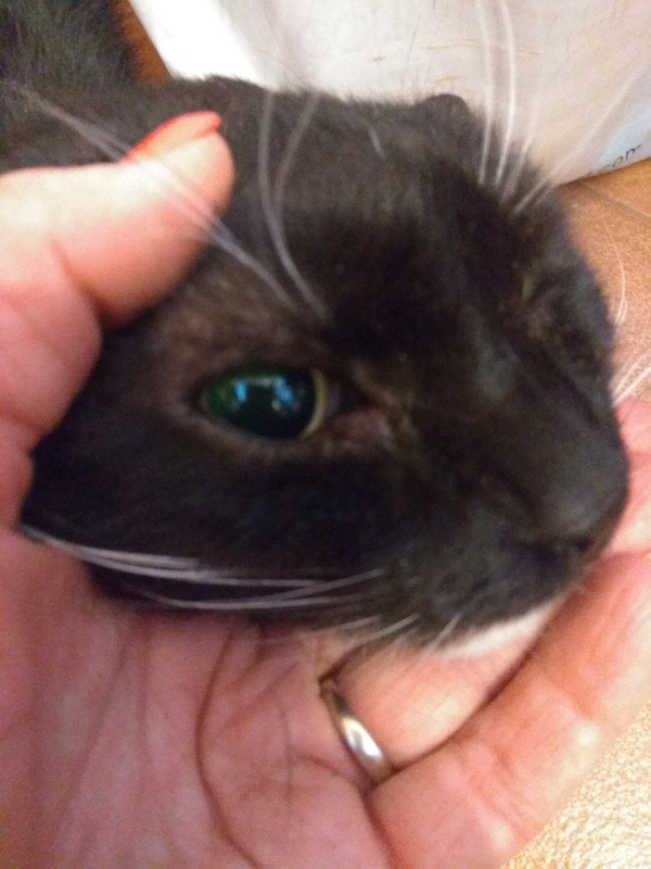 Крот аллергия5