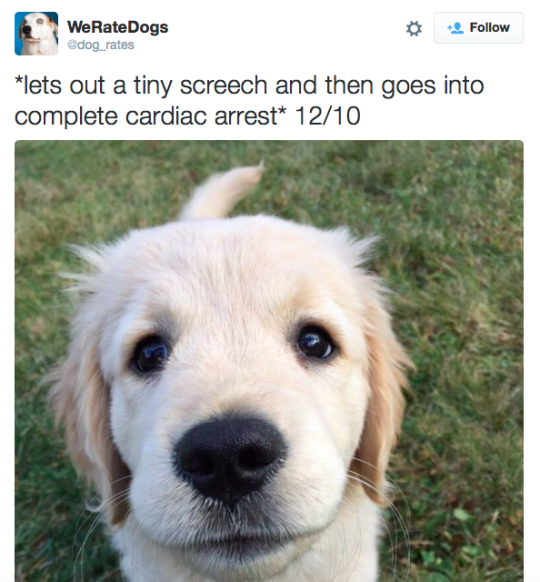 Weratedogs9dfe46f2acc0893d6b669a3a95.png