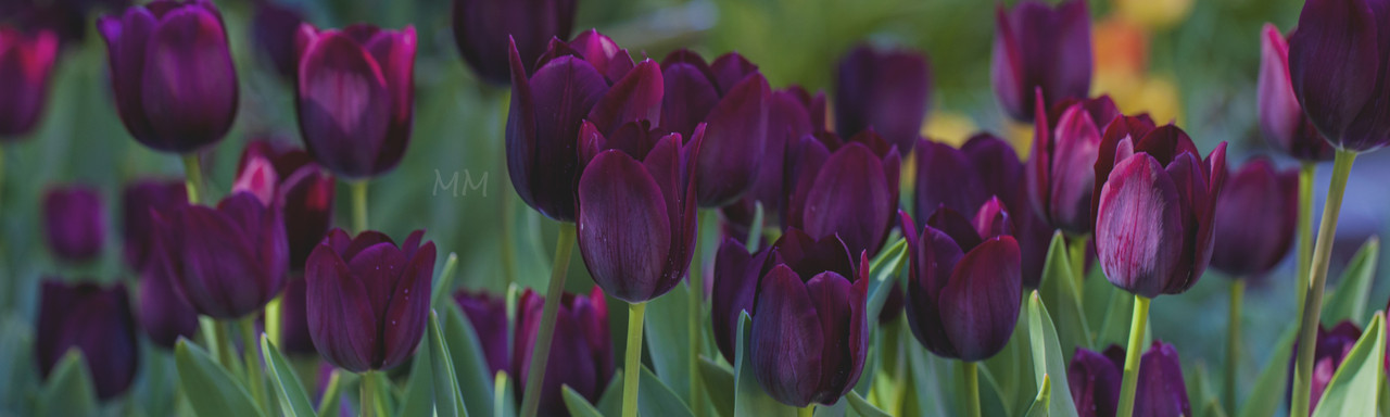 [Image: Tulip-test-mm.jpg]