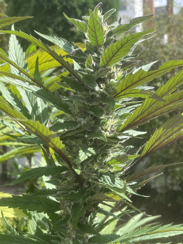 342254A2-CBD4-473A-BB44-826C5604D7B7