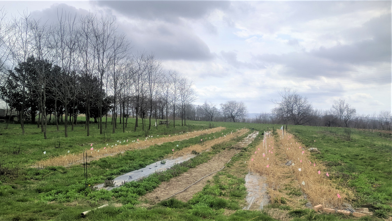 cut plants Apr 12, 2019