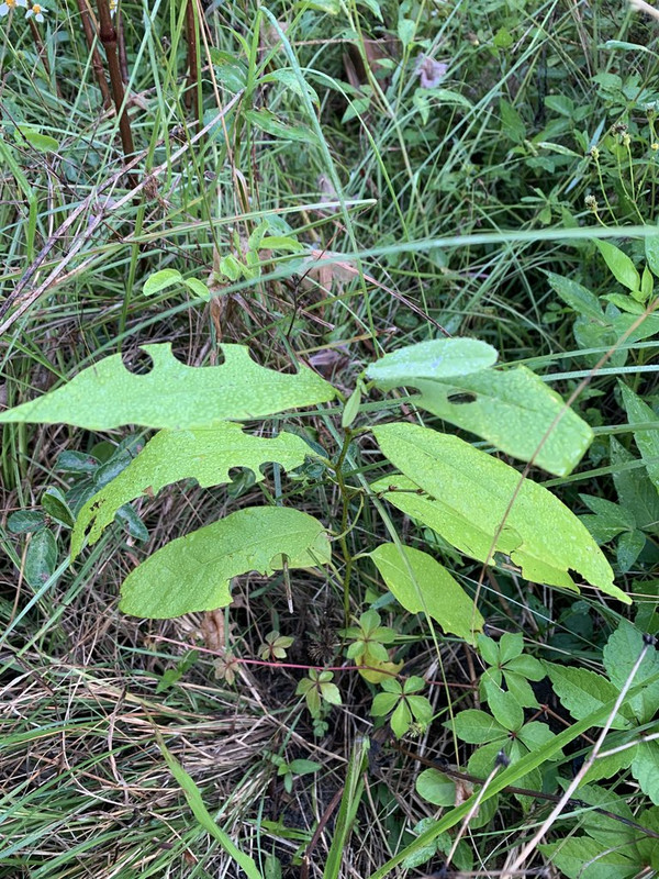 581154B1-BE4B-4B51-8557-1807BB3F7FB7