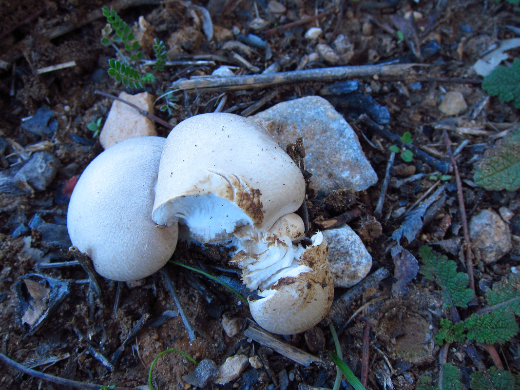 Pleurotus eringgi var. nebrodensis (1)
